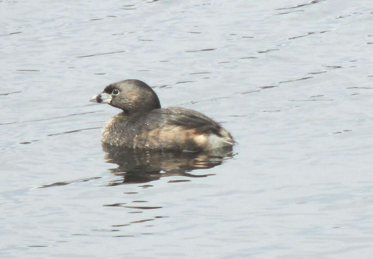 Wildlife Wednesday: Pied-billed Grebe