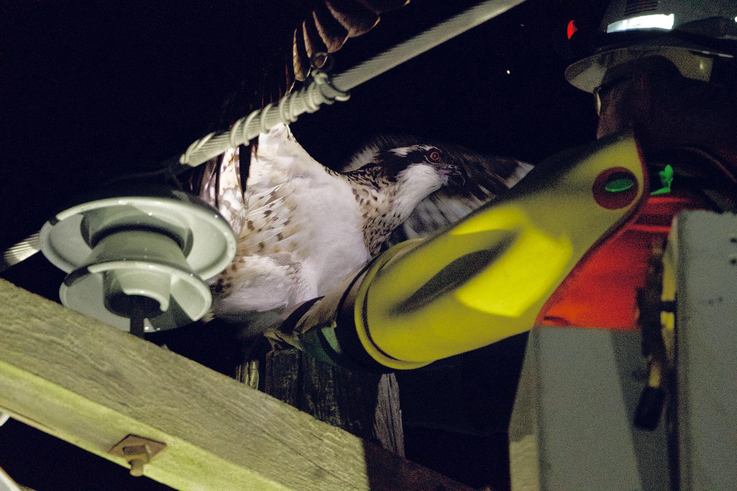 Fledgling osprey reunited with mother in Saybrook - Vimarsana News