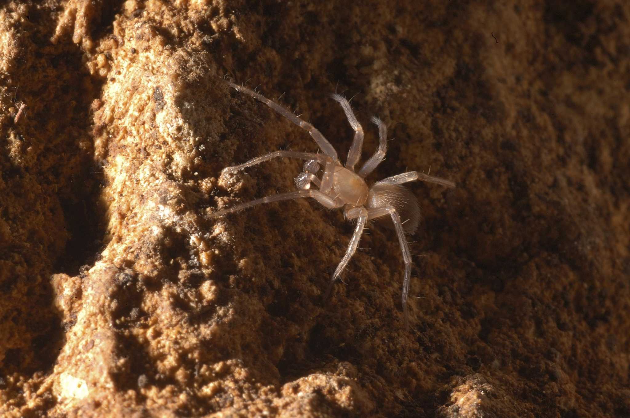 Bexar County spider no longer qualifies as endangered - Vimarsana News