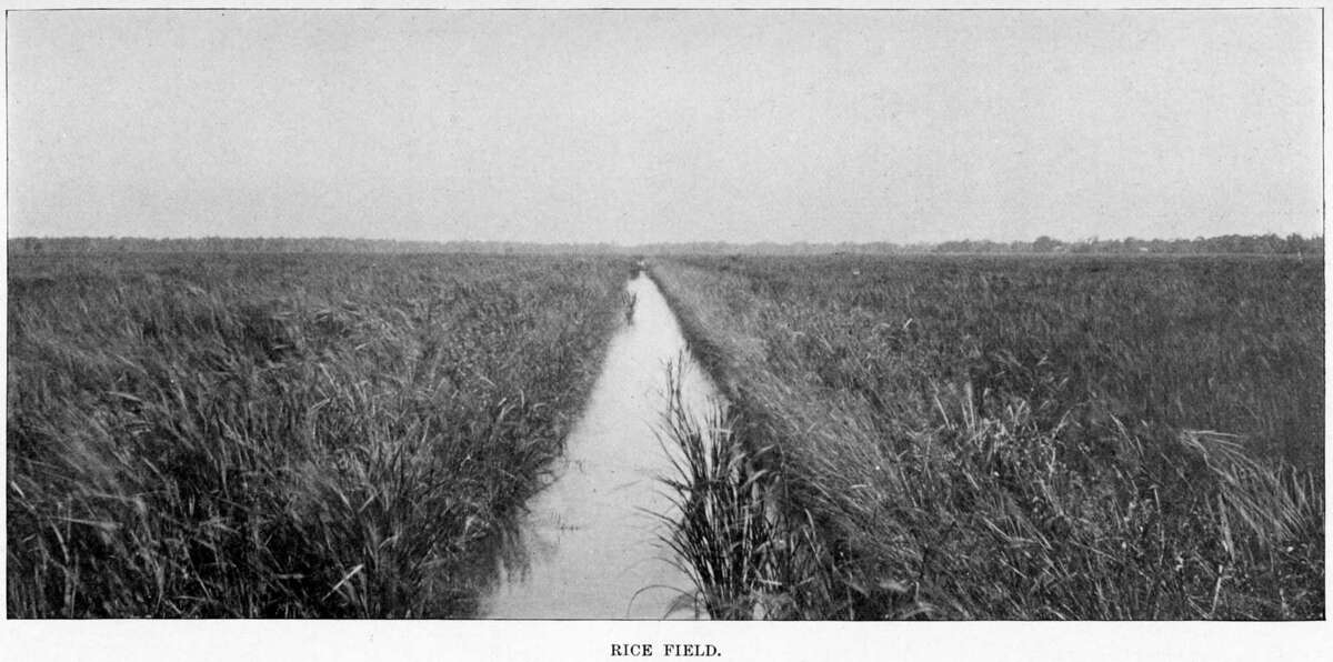 Rice field in Houston, from Picturesque Houston (1900) by W.W. Dexter
