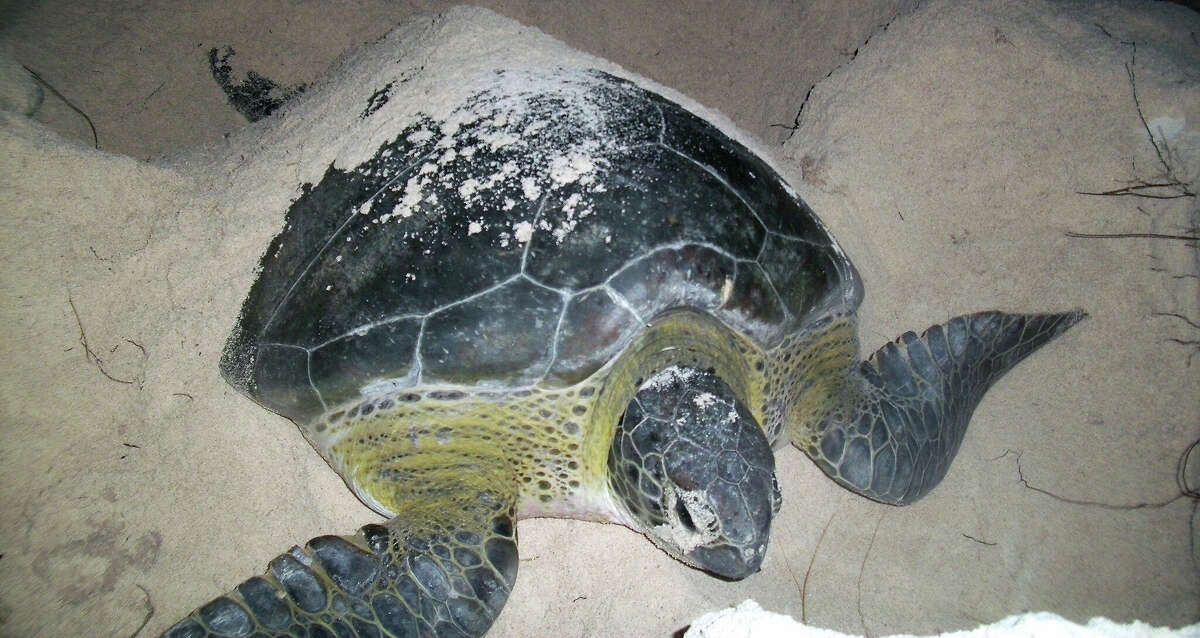 A sea turtle nests on the beach at Guanahacabibes National Park in Cuba.