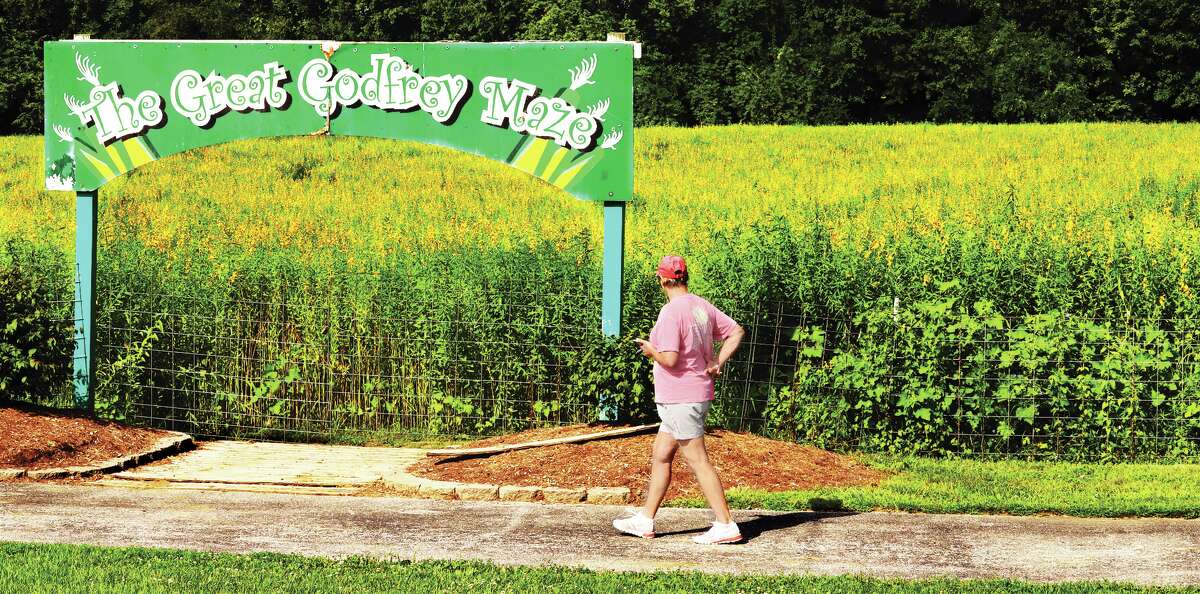John Badman|The Telegraph A woman walks by The Great Godfrey Maze, appearing this year made of sunn hemp instead of corn. The plants have bright yellow flowers right now; the maze is scheduled to open on Sept. 16.