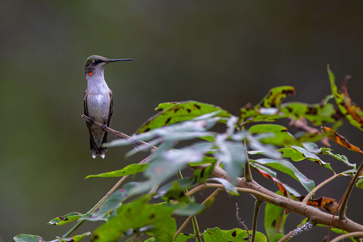 Millions of ruby-throated hummingbirds, like this immature bird, will be migrating through the area on their way to wintering homes in Mexico and Central America. Photo Credit: Kathy Adams Clark. Restricted use.