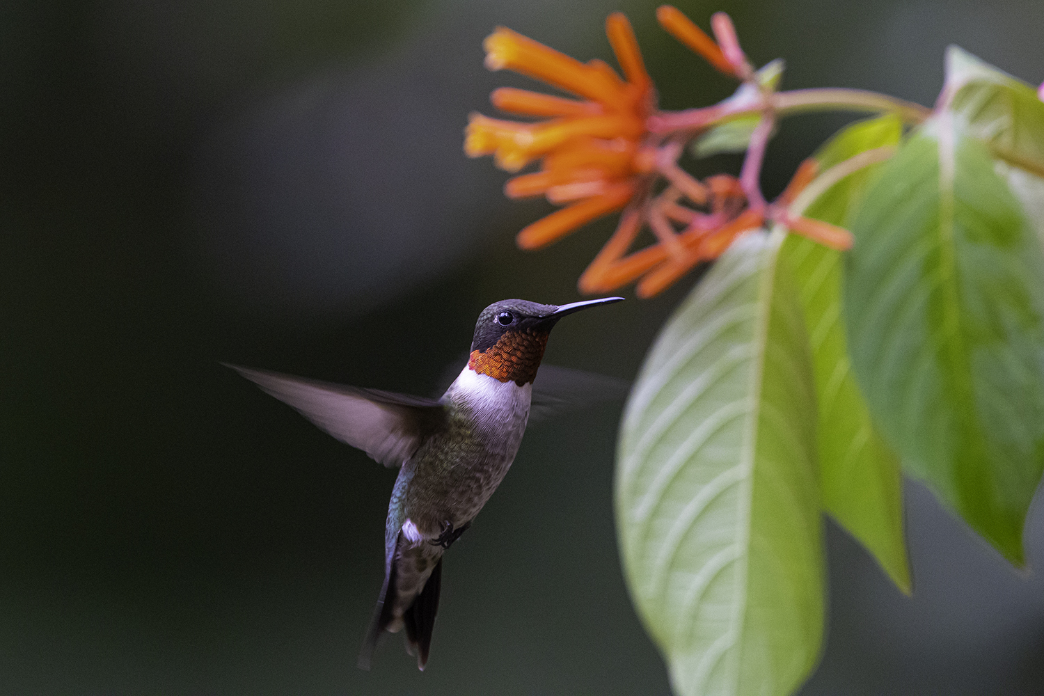 Hummingbird migration: Millions are headed to Texas to fatten up
