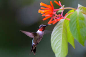 Hungry hummingbirds migrating on the way to breeding grounds