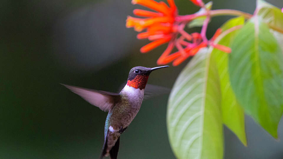 Ruby-throated hummingbirds will need nectar-producing flowers plus sugar water feeders to help support their autumn migration to Mexico and Central America. Photo Credit: Kathy Adams Clark. Restricted use.