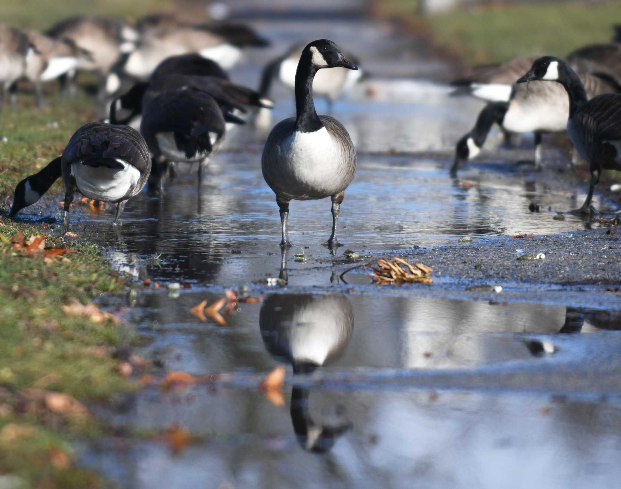Thunderstorms cause damage in parts of Connecticut - Vimarsana News