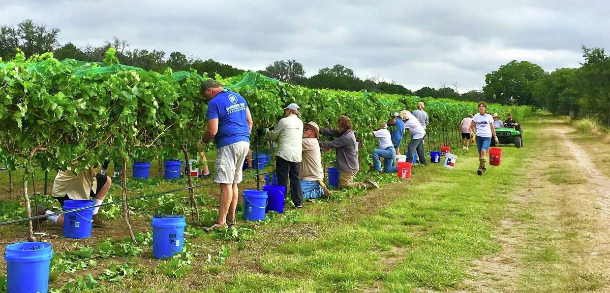 The grape harvest is pictured at Texas Heritage Vineyard in Fredericksburg.