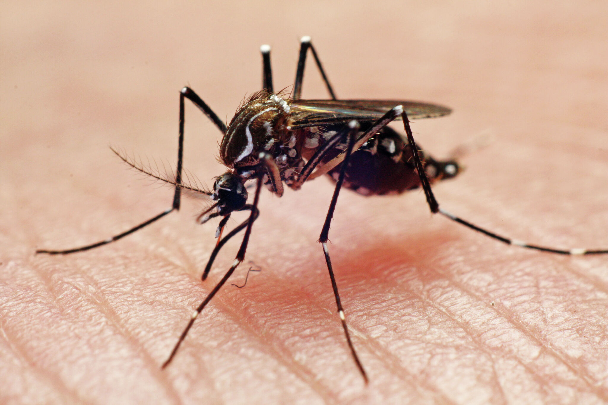 West Nile Virus detected at at Northeast S.A. mosquito pool - Vimarsana News