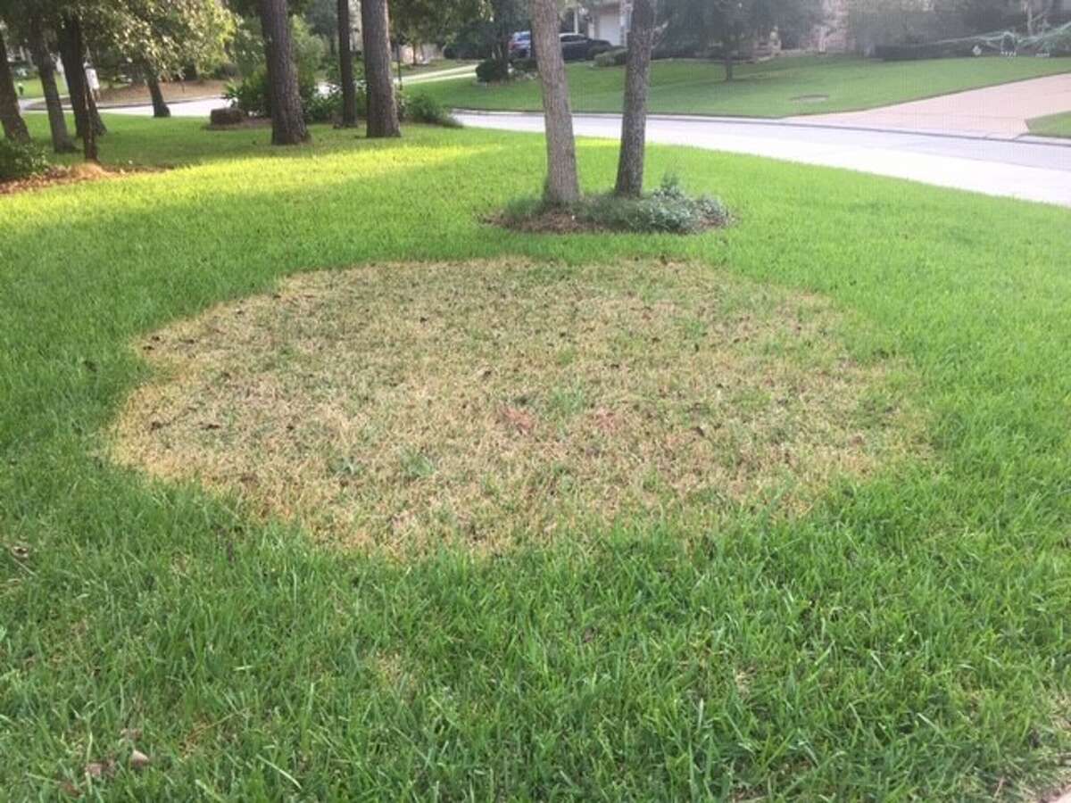 During the fall when temperatures dip at or below 70 degrees combined with damp conditions, brown patch can cause problems for some homeowners’ lawns.
