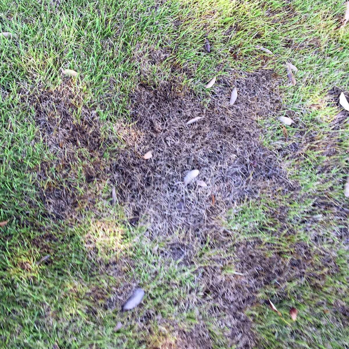 Rotting at the base of yellowed blades of zoysia grass could be dollar spot fungus, a problem that can be treated with fungicide.