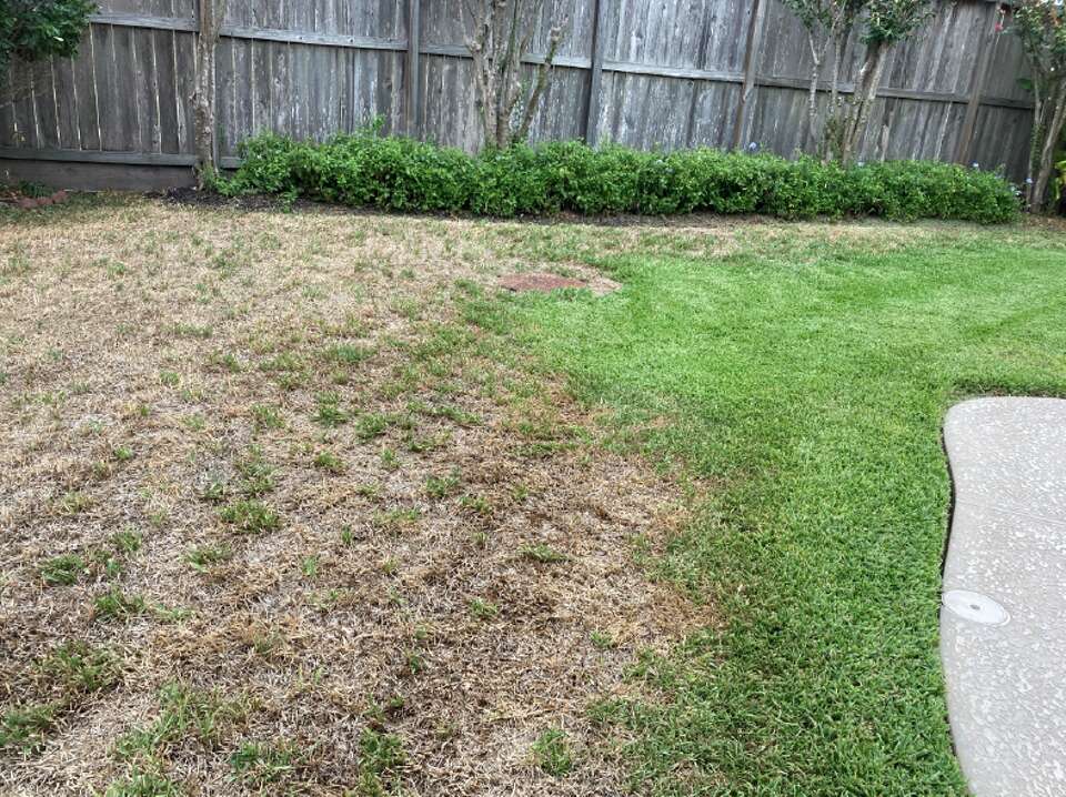 What’s wrong with my lawn? Experts offer grass disease solutions
