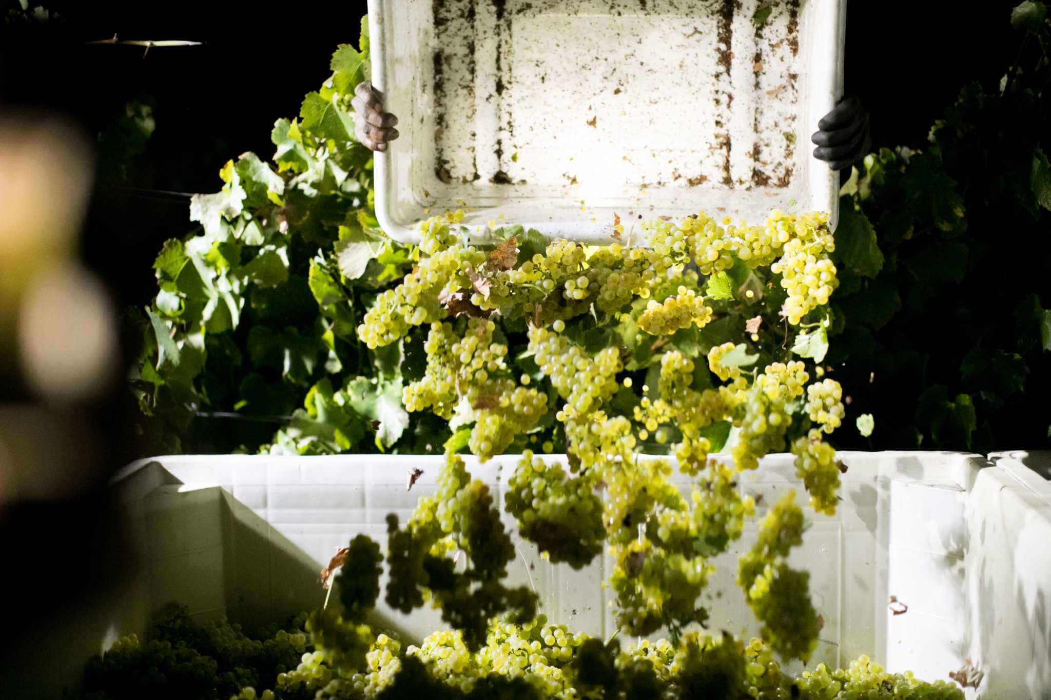 It's impossible to tell how California's 2022 wine grape harvest is going - Vimarsana News