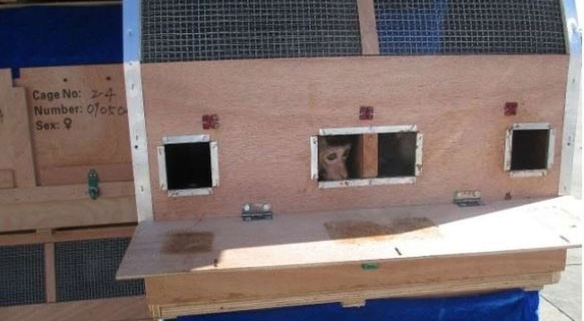 Possible illegal monkey shipment prompts federal complaints.   