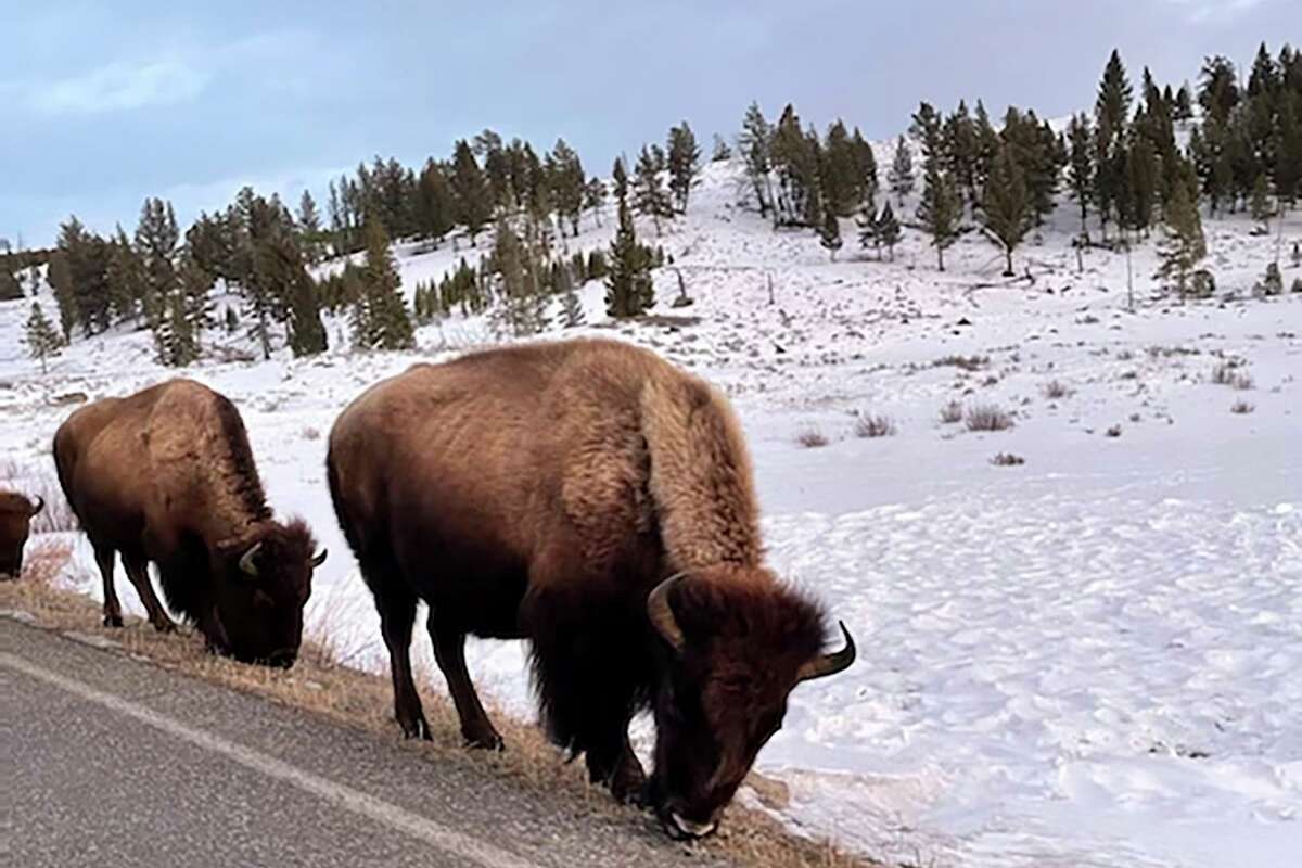The bison population is back. The Recovering America’s Wildlife Act would lead to more wildlife success stories.