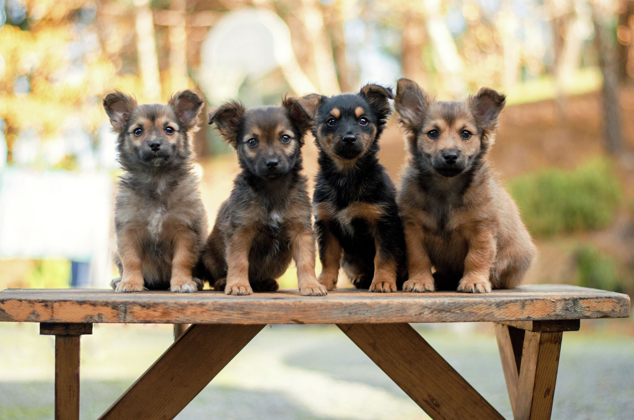 MSU Veterinarian: Confirmed parvovirus, dogs not fully vaccinated - Vimarsana News