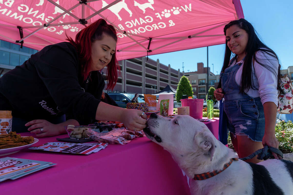 An owner looks on as her dog grabs a snack at a vendor tent in Paws Fest 2021 in LaCenterra.