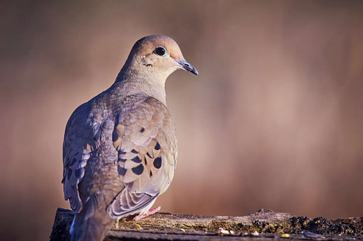 Texas dove season What to know about hunting amid drought conditions