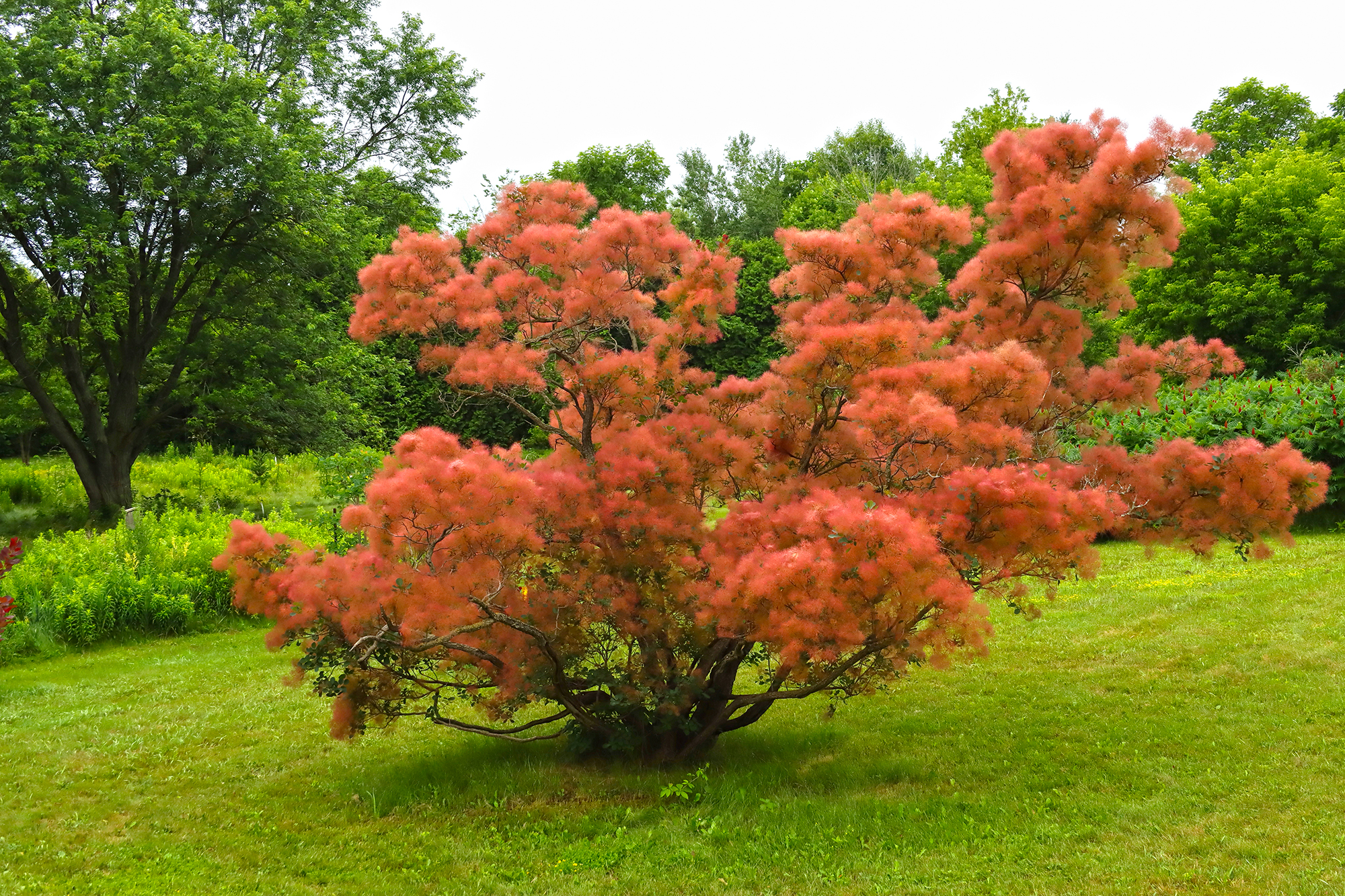 Image of Smoke bush variety 'Pink Champagne' shrub