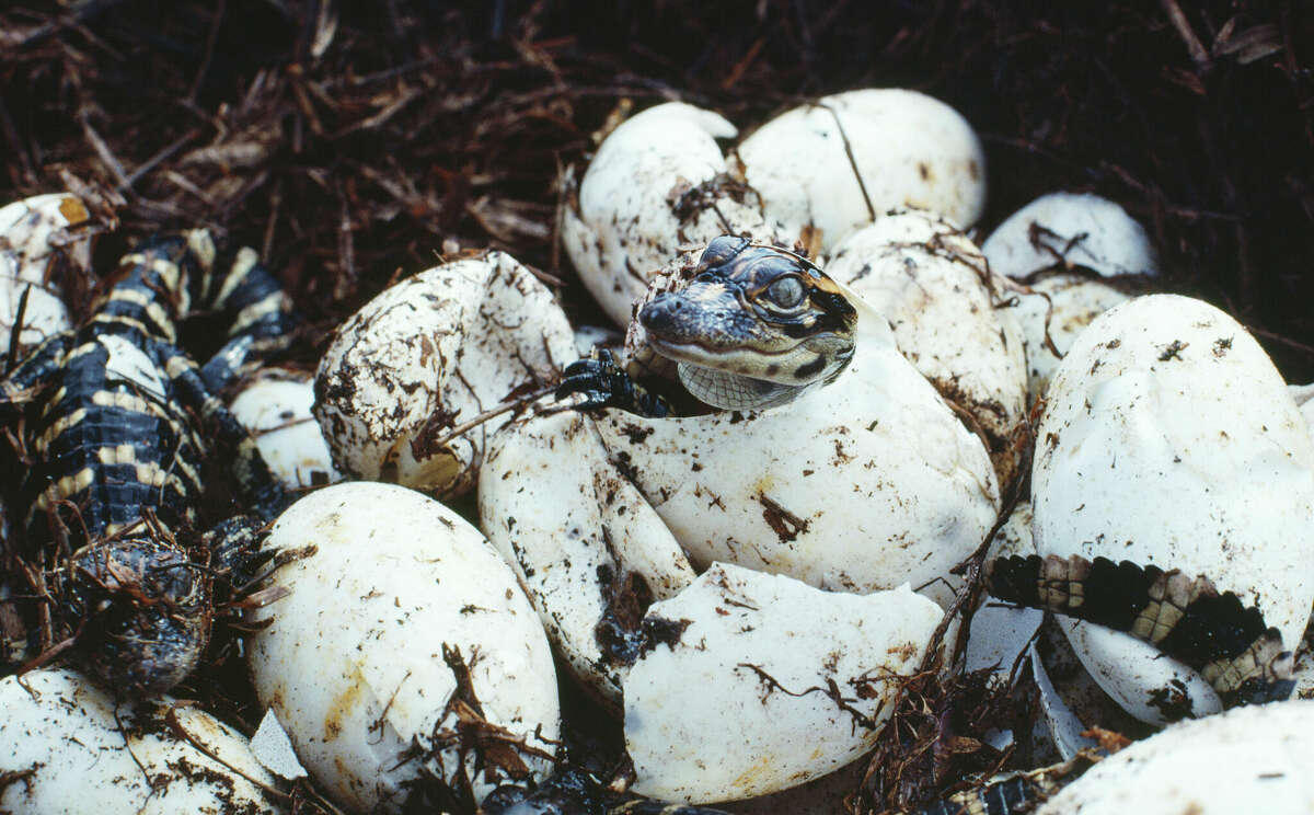 TPWD video provides peek inside of gator nest at Texas park