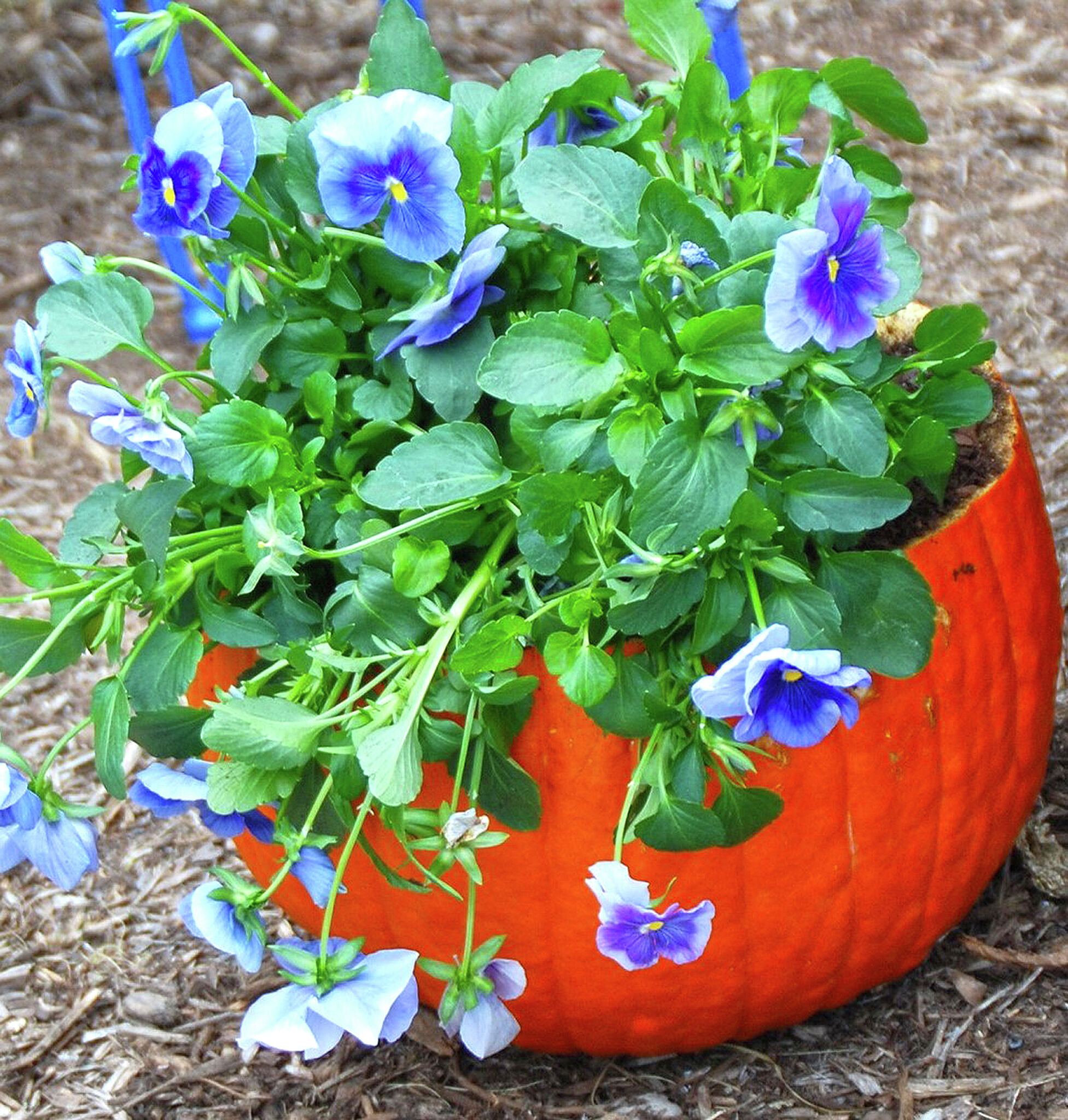 Creative ways to enjoy pansies in fall - Vimarsana News