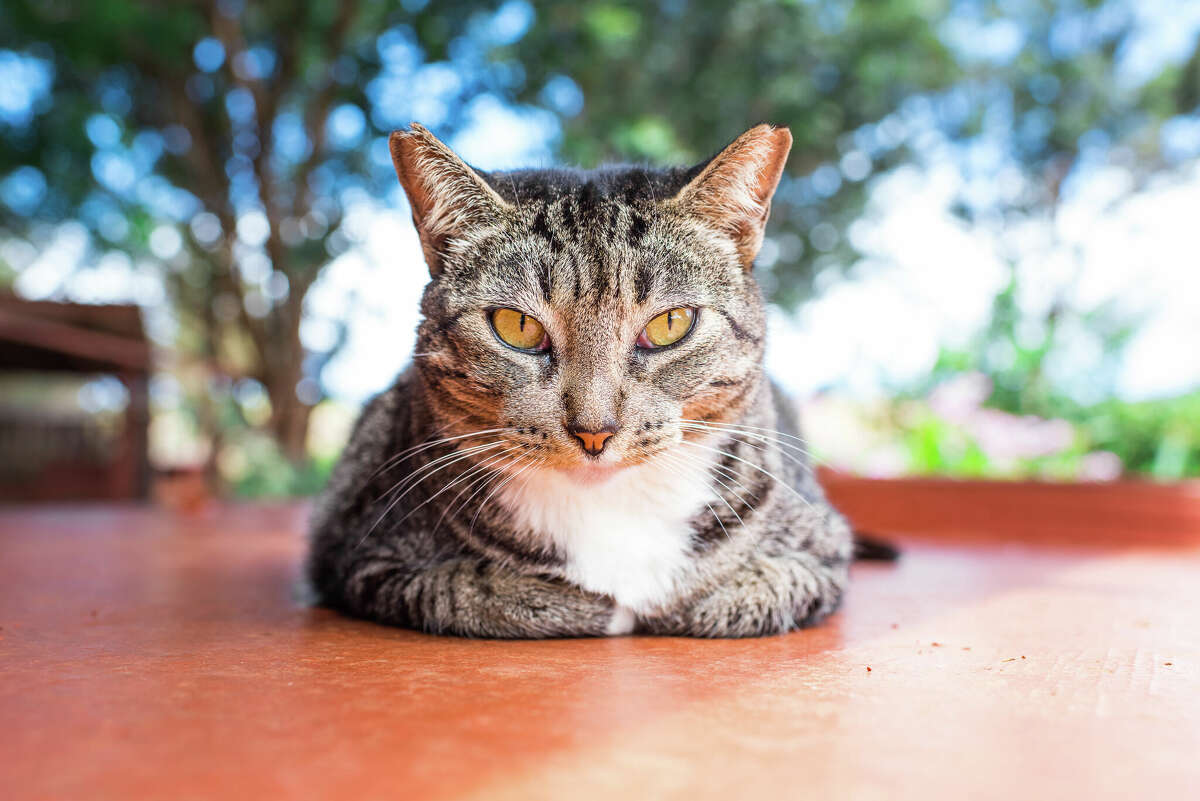 One of hundreds of cats at the Lanai Cat Sanctuary, a no-kill sanctuary for feline friends.