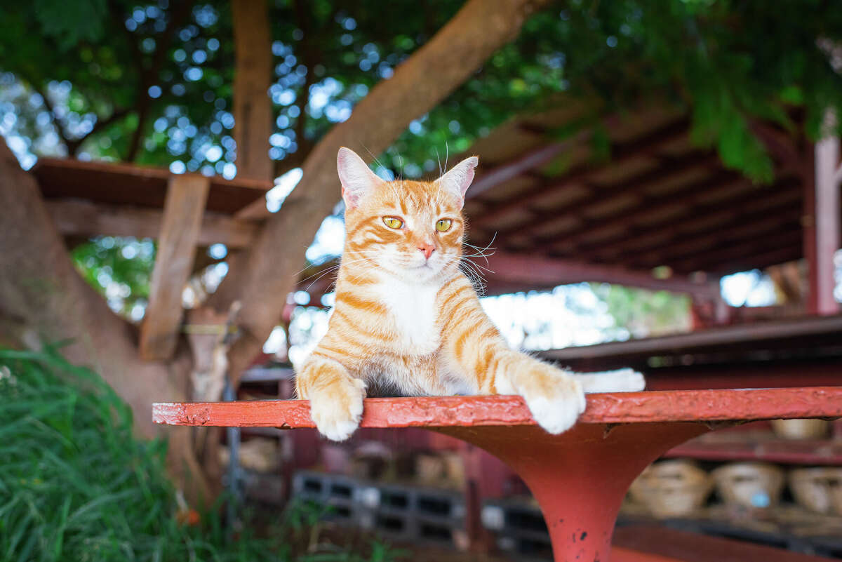 one-hawaii-woman-s-quest-to-save-the-feral-cats-of-lanai-at-the-lanai