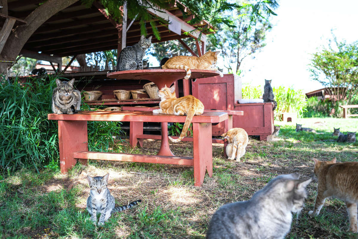 The cats have plenty of places to lounge and hang out.