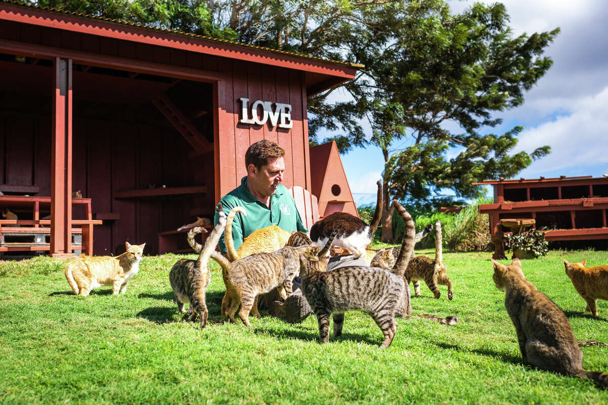 Visitors are able to feed the cats at the Lanai Cat Sanctuary.