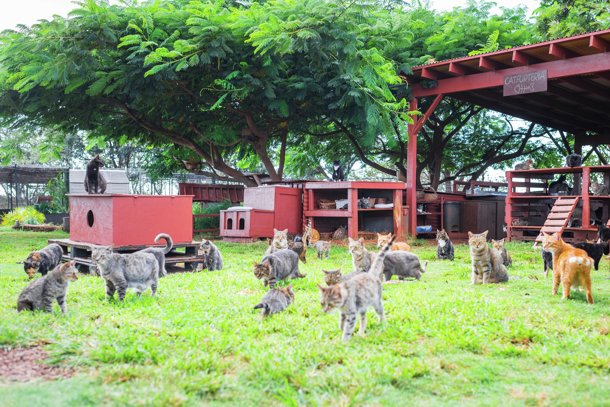 One Hawaii woman’s quest to save the feral cats of Lanai at the Lanai Cat Sanctuary.