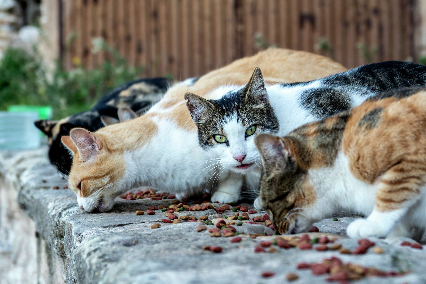 best cat food for stray cats