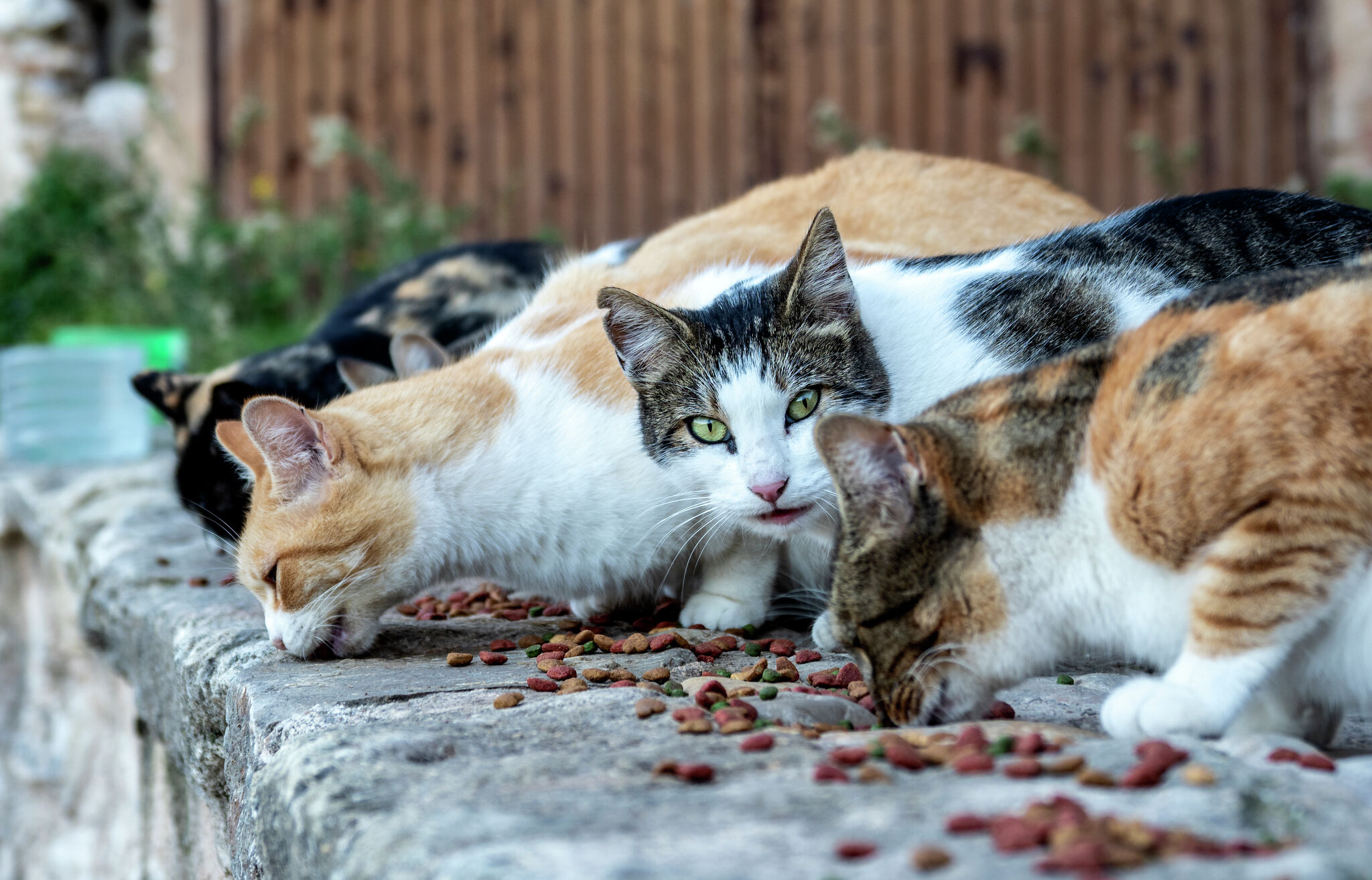 There s No Easy Way To Reduce Feral Cat Population