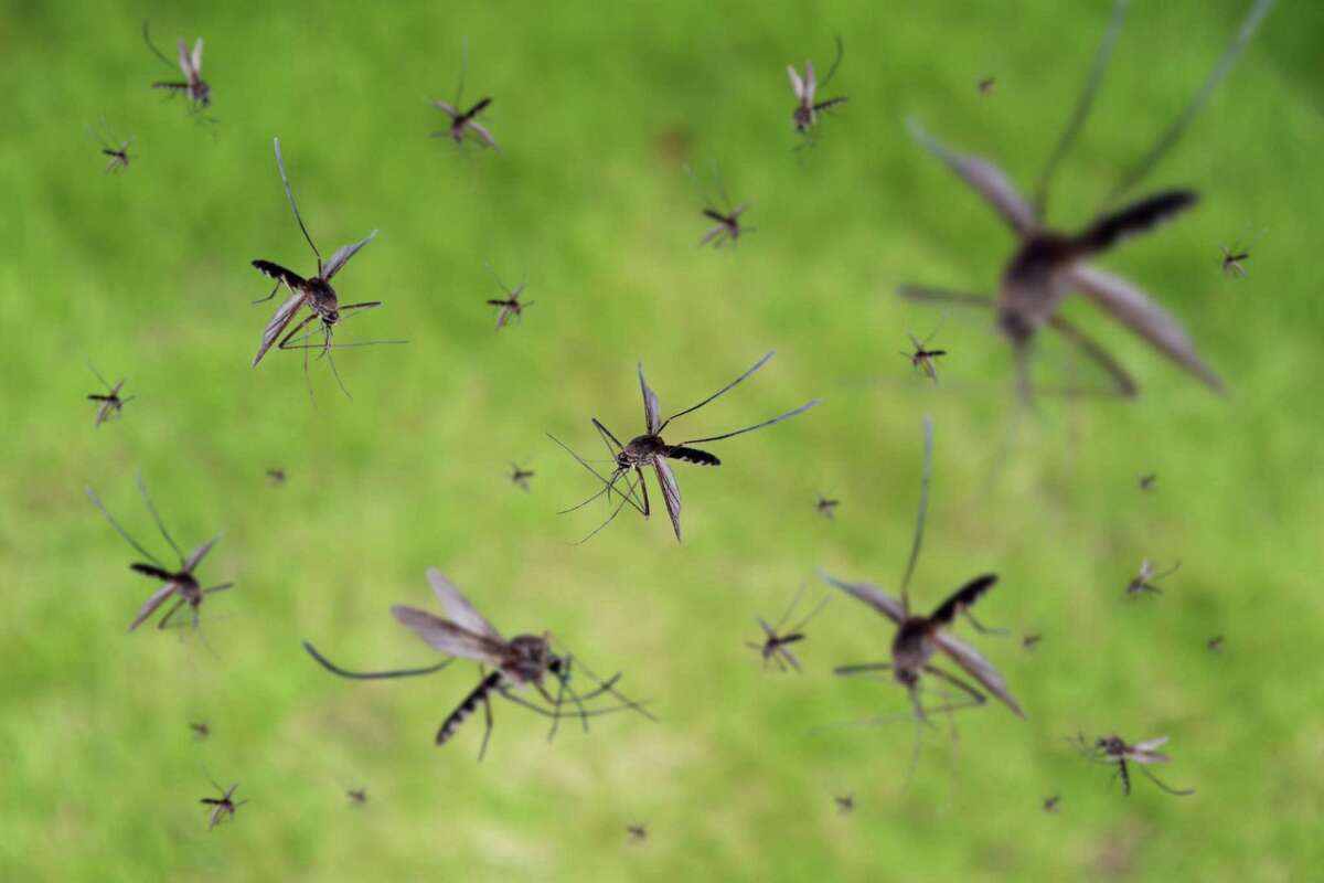 Many mosquitoes fly over green grass field