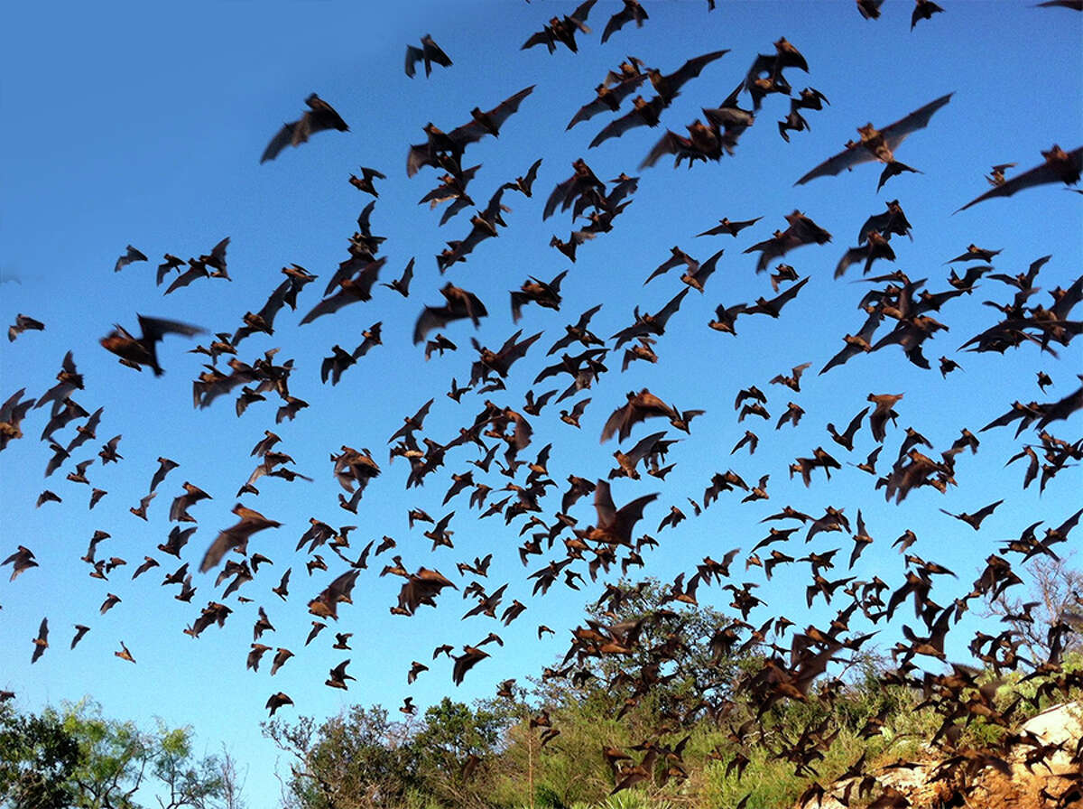 The Bat Fest is a celebration of the area’s 11 bat species.