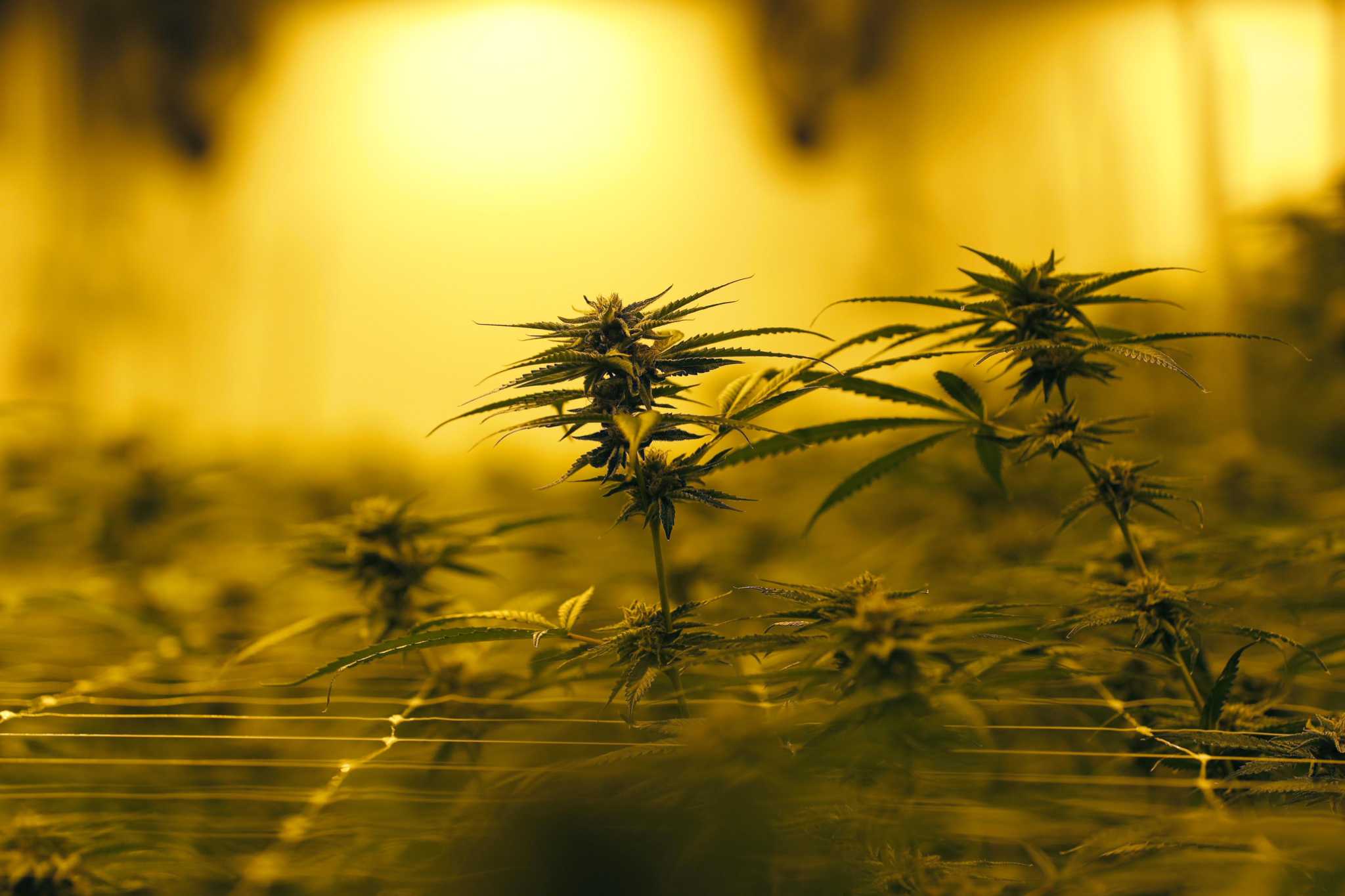 Deep River PZC votes to ban recreational cannabis retailers - Vimarsana News