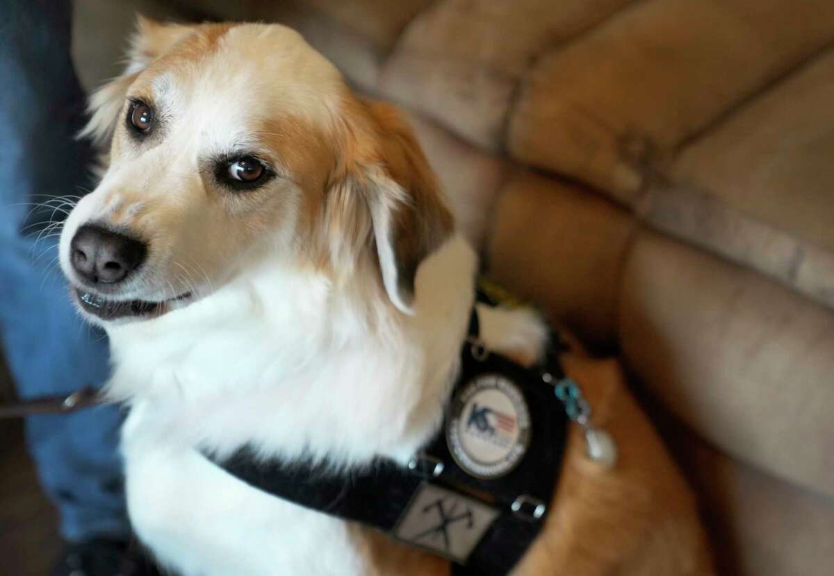 Donna, the K9s for Warriors dog of Astros fan Jodie Revils, is a 4-year-old Pyrenees-mix.