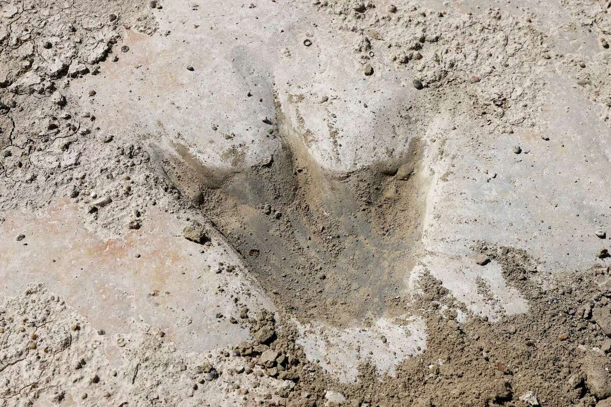 100-million-year-old dinosaur footprints visible due to Texas drought