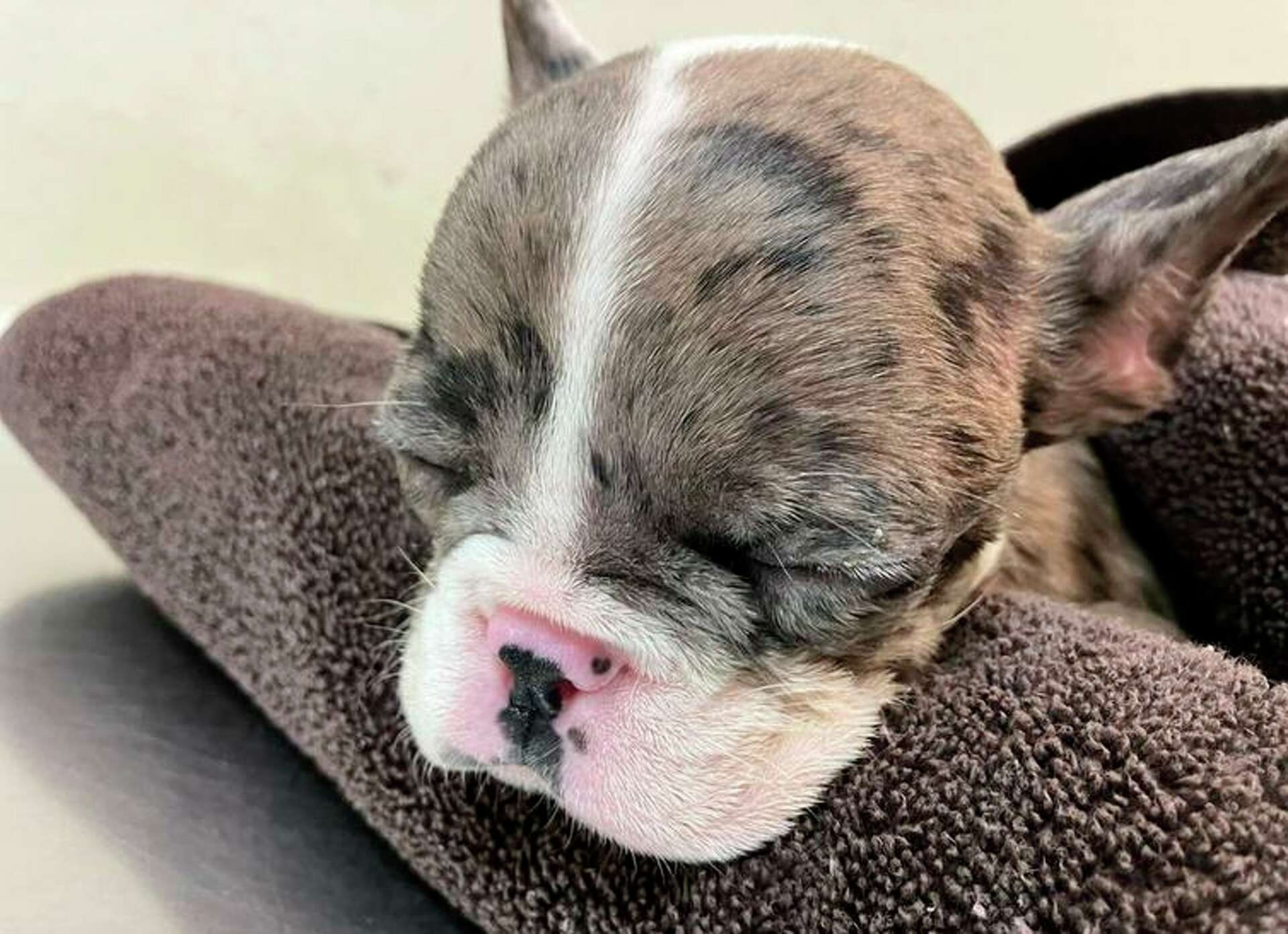 Vallejo man accused of throwing dying puppy into trash can