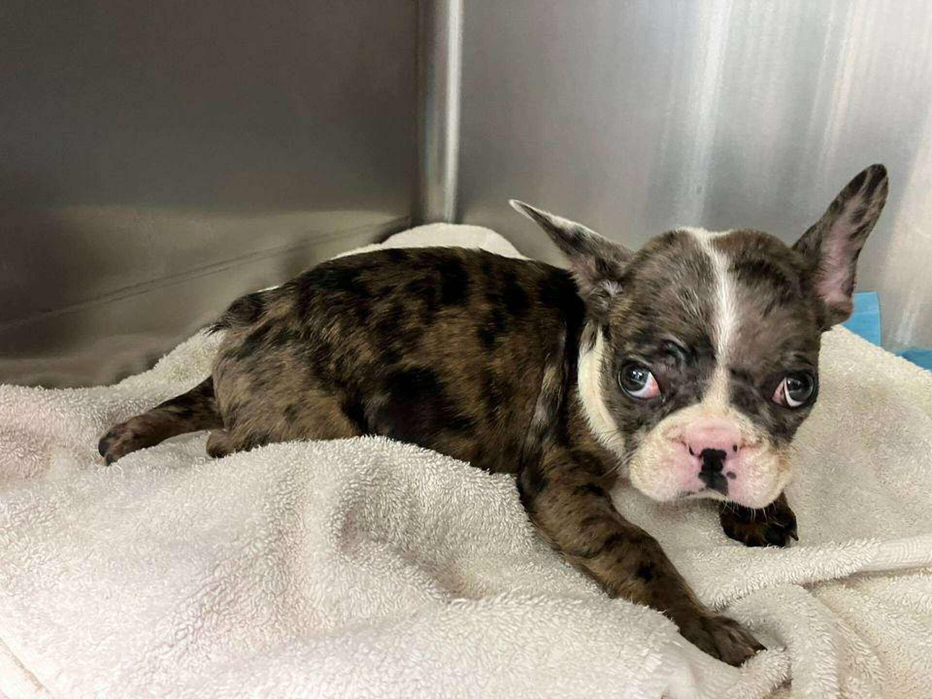 Vallejo man accused of throwing dying puppy into trash can