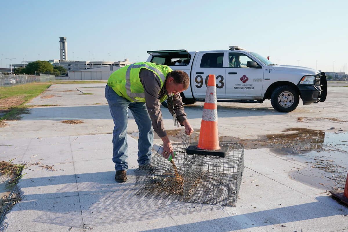 Il lavoro di Marcus Machemehl è unico, è incaricato di tenere gli animali e la fauna selvatica lontani dagli aeroporti di San Antonio. Qui tende una trappola sul lato sud dell'aeroporto.