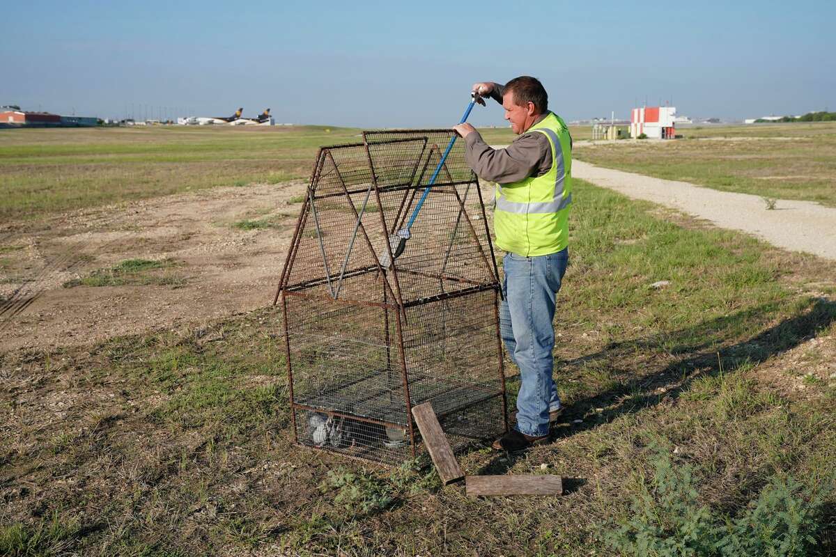 Marcus Machemehl er tiltalt for å holde dyr og dyreliv unna San Antonio-flyplassene. Her sjekker han en fuglefelle på den nordlige omkretsen av flyplassen.