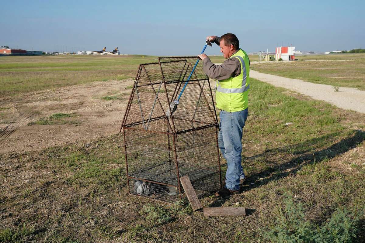 Marcus Machemhl is responsible for keeping animals and wildlife clear of San Antonio's airports.  Here he checks out a bird trap on the north perimeter of the airport.