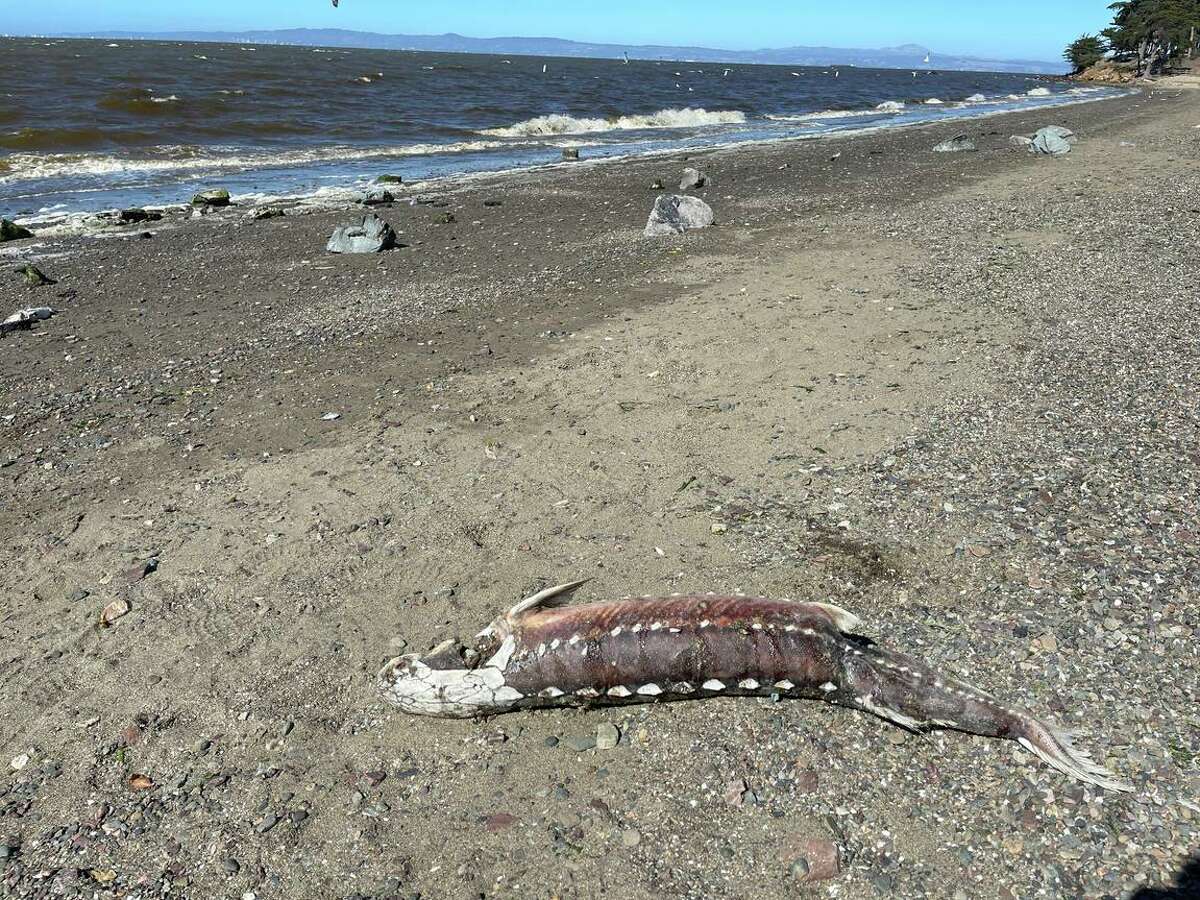 A dead sturgeon lies on the beach at Coyote Point in San Mateo County. Large numbers of dead fish are being found around the bay as an algae bloom worsens.