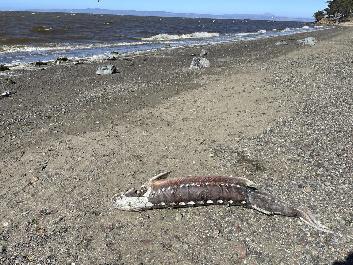 Algae bloom in San Francisco Bay, Lake Merritt is killing fish ...