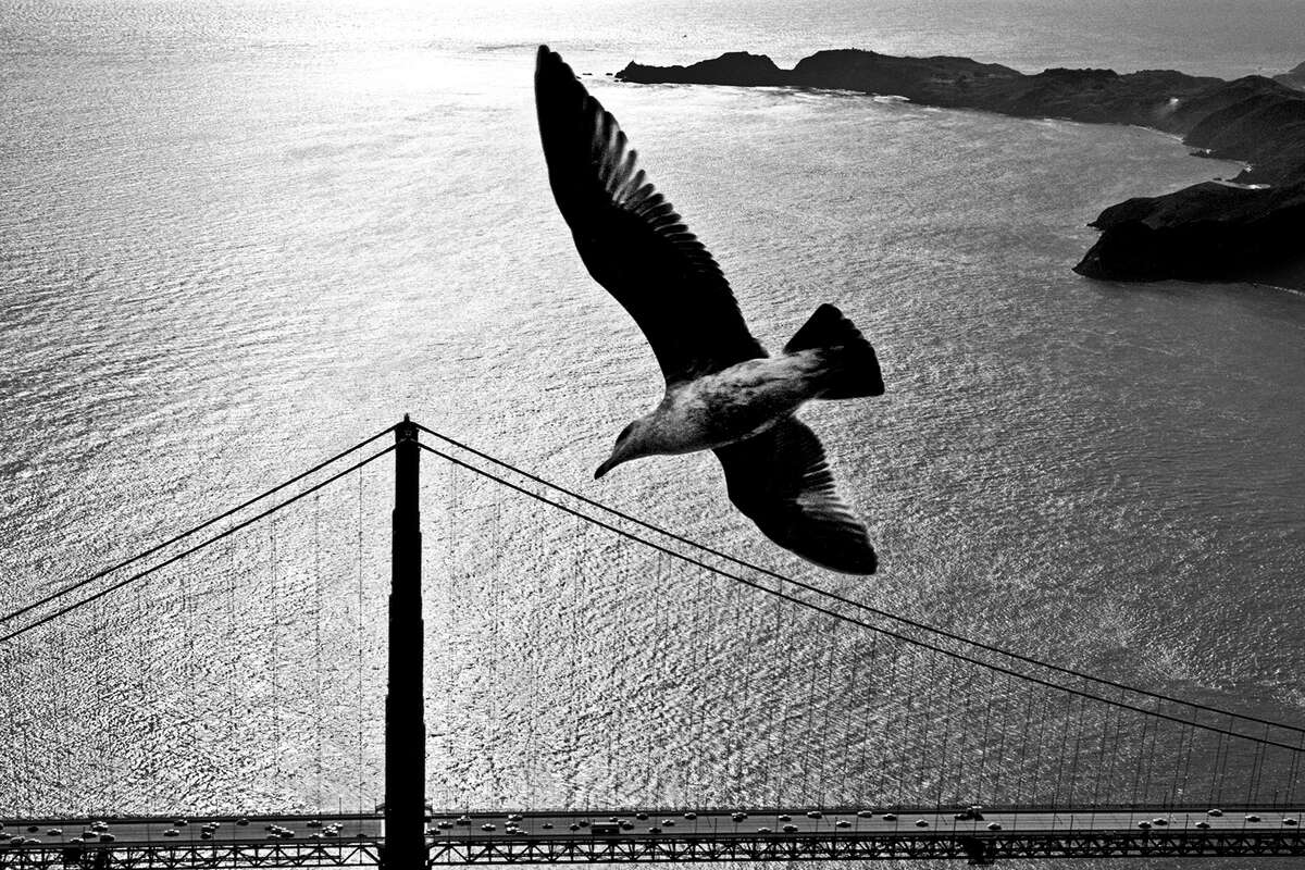 Seagull over Golden Gate Bridge, c. 1950's