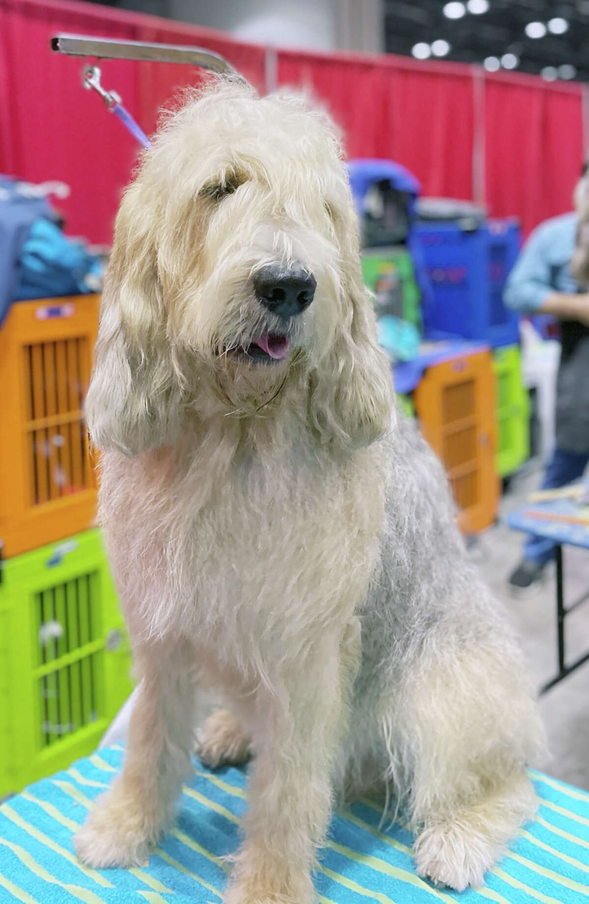 how much does otterhound maintenance cost