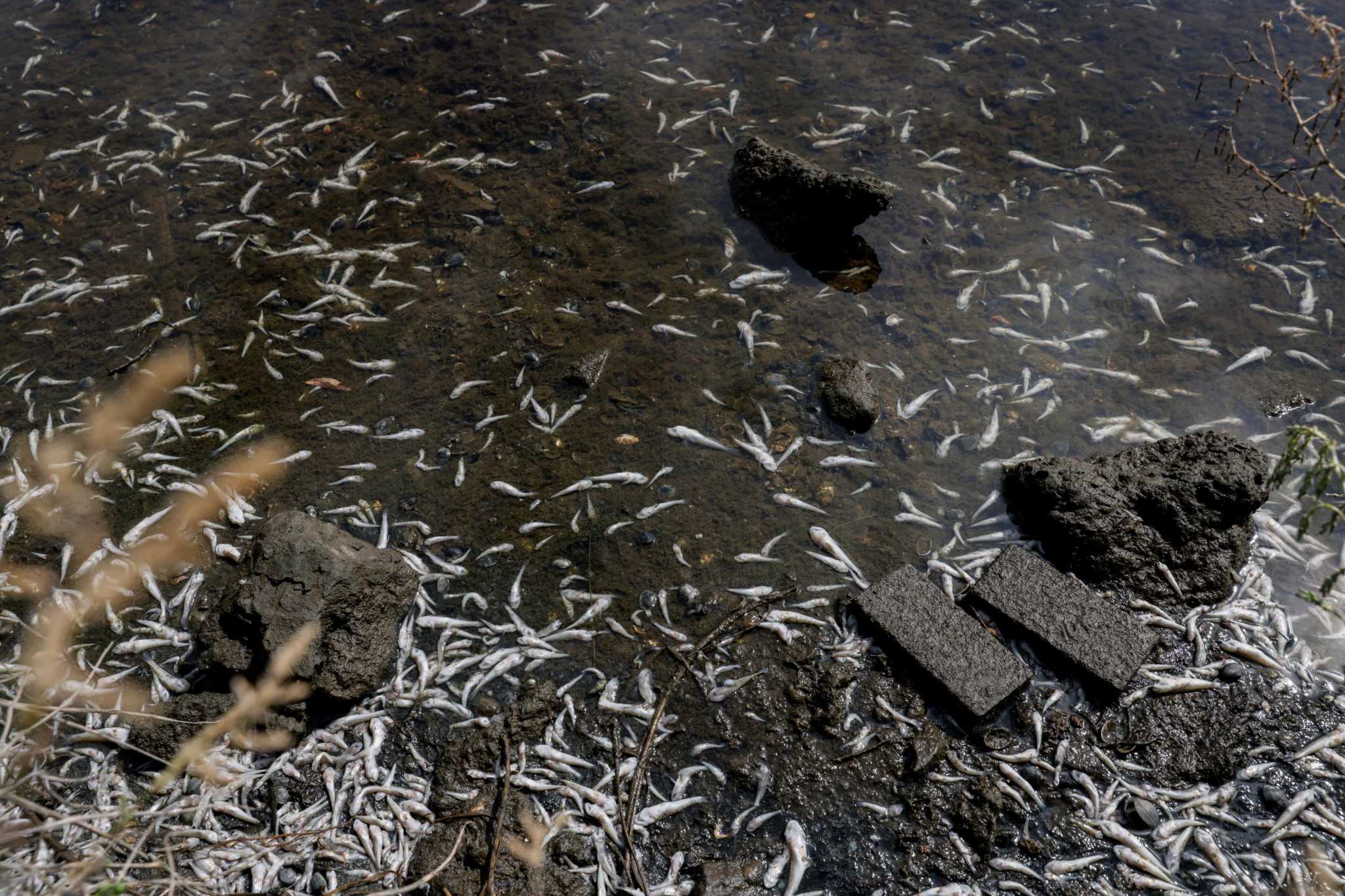 Crews to start cleaning up dead fish at Lake Merritt on Wednesday, ahead of heat wave - Vimarsana News