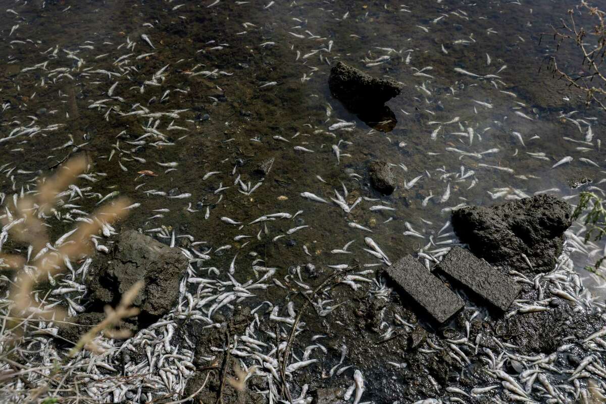 Hundreds of small fish can be seen dead in Lake Merritt in Oakland, Calif. on Monday, Aug. 29, 2022. Crews on Wednesday morning will begin removing the thousands of dead fish that have washed ashore at Lake Merritt in Oakland due to a harmful algal bloom that is spreading across the bay, city officials said.