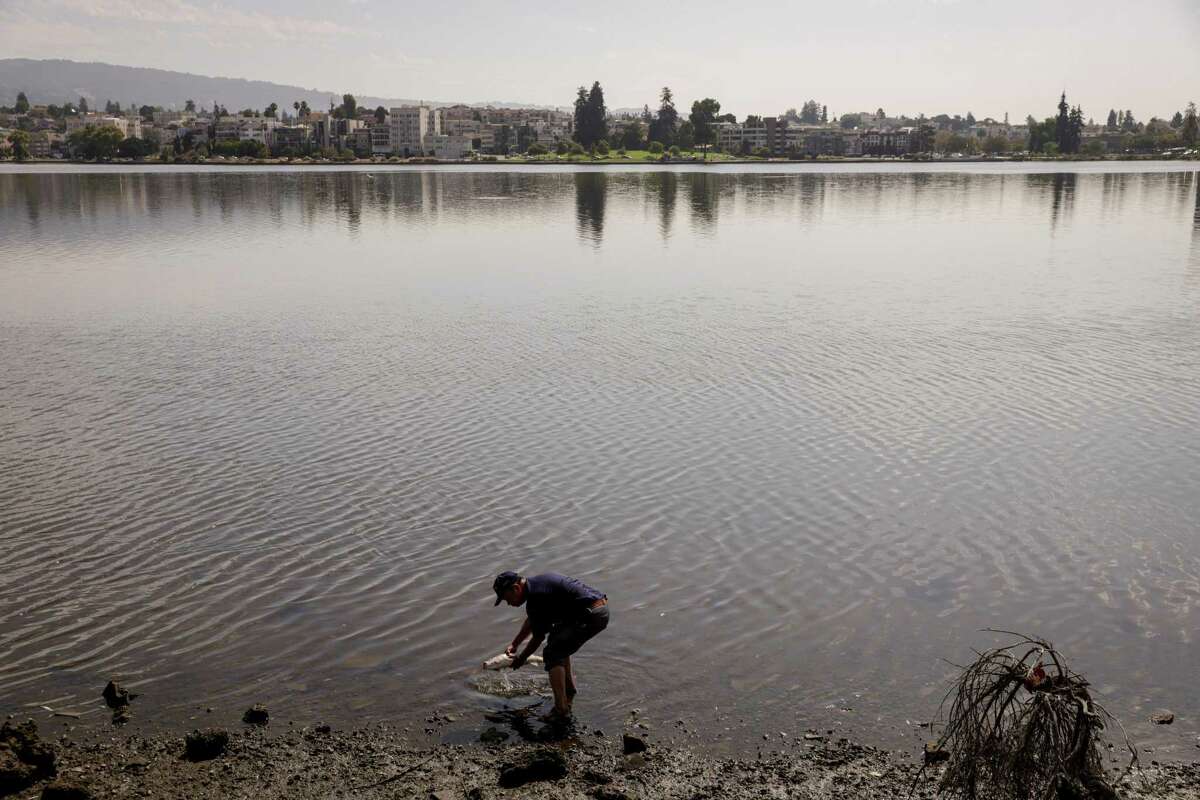 2022年8月29日，星期一，一名不愿透露姓名的男子在加利福尼亚州奥克兰的梅里特湖捡起一条死鱼。在旧金山湾的湖泊和其他地区，人们发现了大量的死鱼和其他海洋生物，这促使环保组织建议人们和他们的宠物远离水，以避免被称为赤潮的危险藻类爆发。