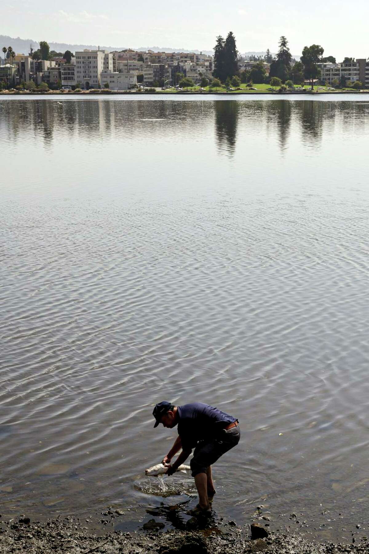 周一，一名不愿透露姓名的男子在奥克兰的梅里特湖捡起一条死鱼。